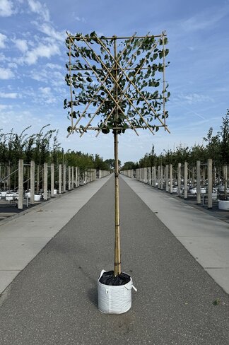 Lebkuchenbaum Spalier | Cercidiphyllum japonicum Lebkuchenbaum Spalier | Cercidiphyllum japonicum