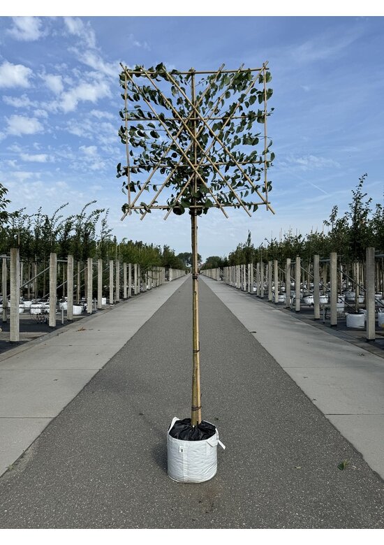 Lebkuchenbaum Spalier | Cercidiphyllum japonicum