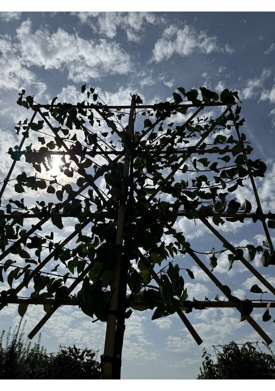 Lebkuchenbaum Spalier | Cercidiphyllum japonicum