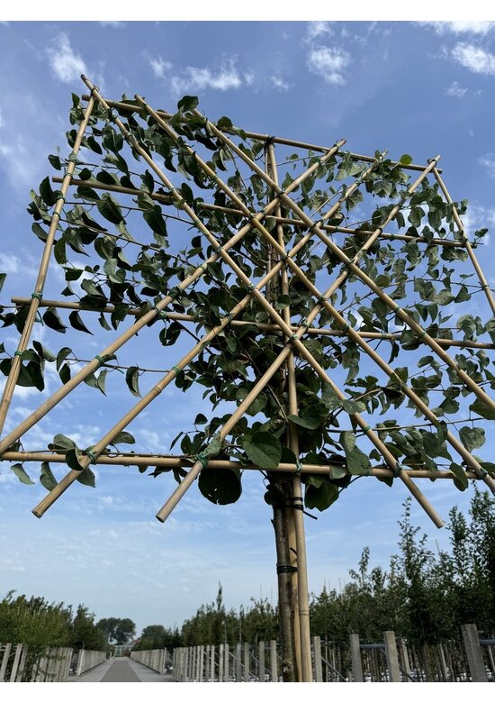 Lebkuchenbaum Spalier | Cercidiphyllum japonicum