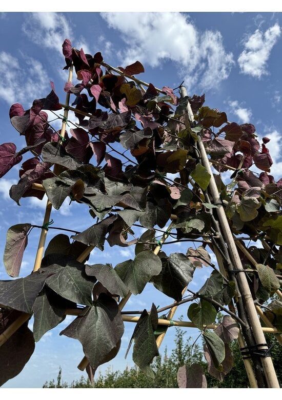 Judasbaum 'Forest Pansy' Spalier | Cercis canadensis 'Forest Pansy'