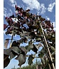 Judasbaum 'Forest Pansy' Spalier | Cercis canadensis 'Forest Pansy'