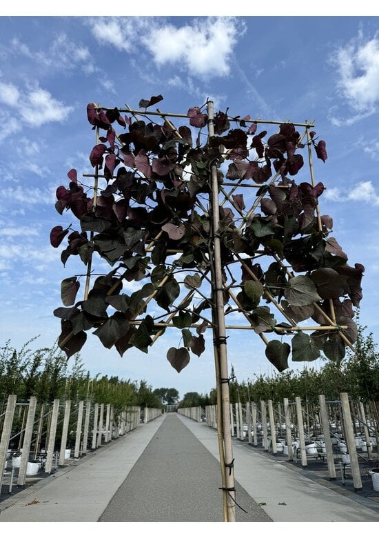 Judasbaum 'Forest Pansy' Spalier | Cercis canadensis 'Forest Pansy'