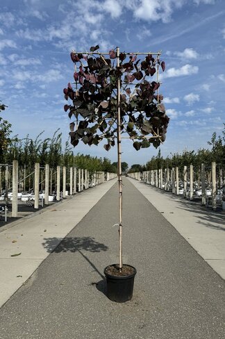Judasbaum 'Forest Pansy' Spalier | Cercis canadensis 'Forest Pansy'
