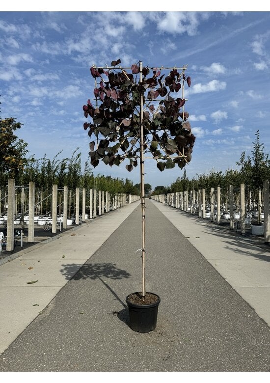 Judasbaum 'Forest Pansy' Spalier | Cercis canadensis 'Forest Pansy'