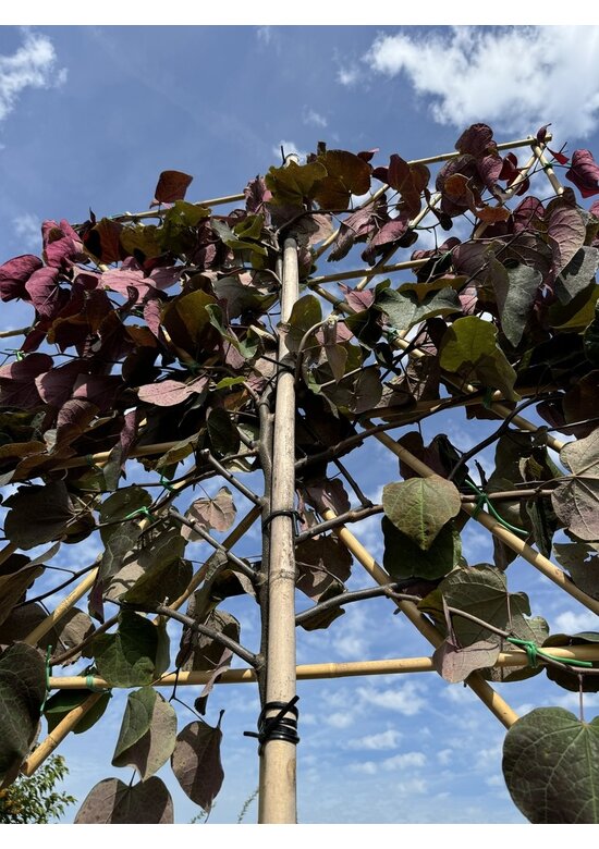 Judasbaum 'Forest Pansy' Spalier | Cercis canadensis 'Forest Pansy'