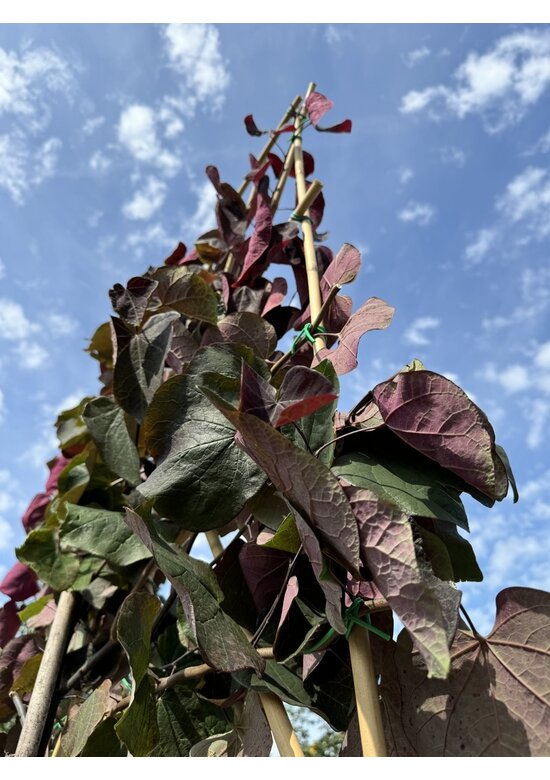 Judasbaum 'Forest Pansy' Spalier | Cercis canadensis 'Forest Pansy'