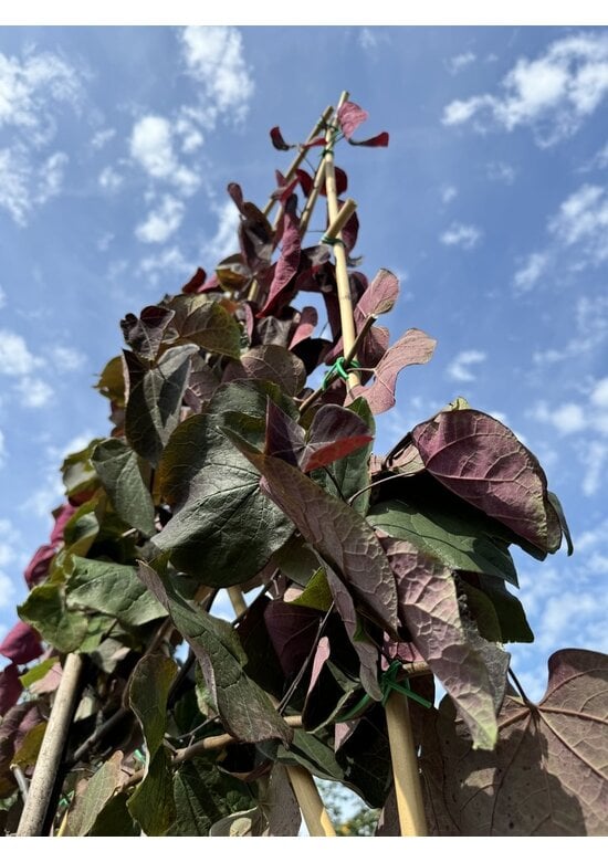 Judasbaum 'Forest Pansy' Spalier | Cercis canadensis 'Forest Pansy'