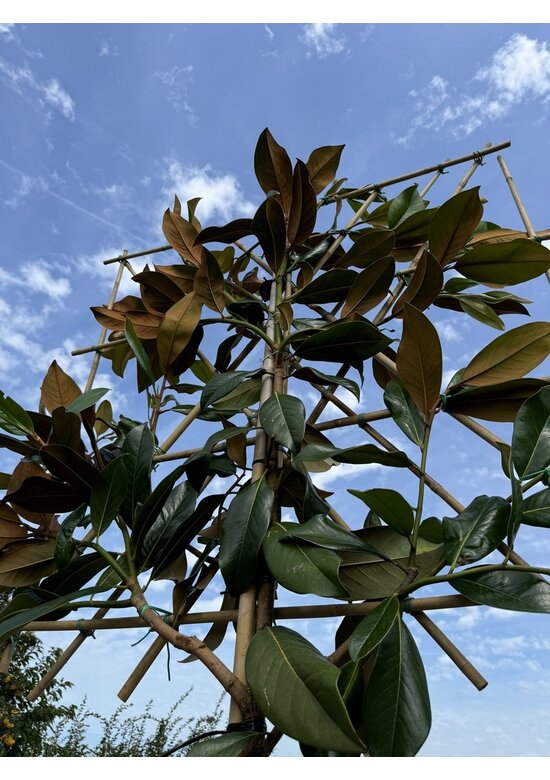 Immergrüne Magnolie Spalier | Magnolia grandiflora