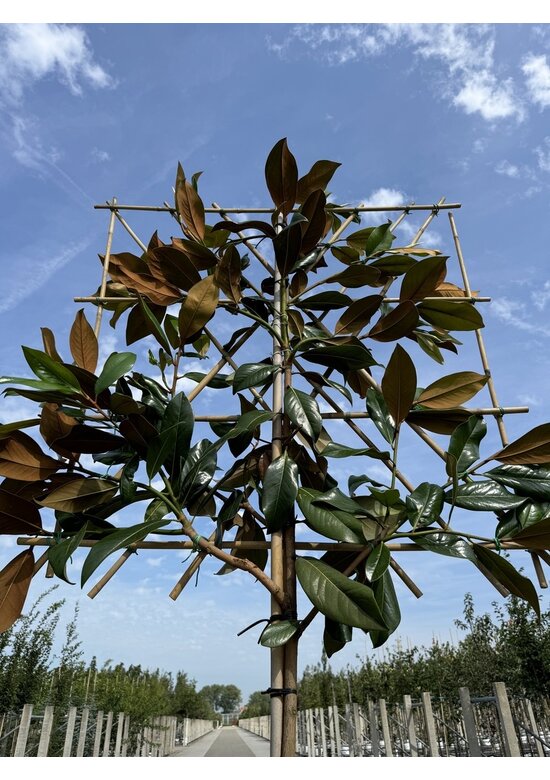 Immergrüne Magnolie Spalier | Magnolia grandiflora