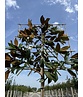 Immergrüne Magnolie Spalier | Magnolia grandiflora