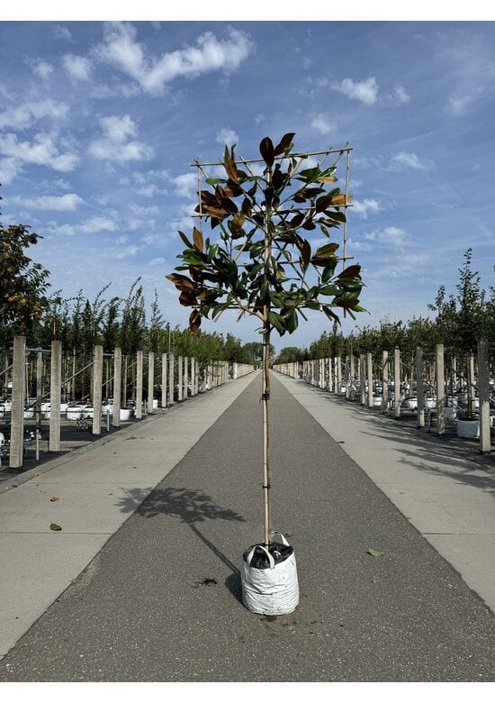 Immergrüne Magnolie Spalier | Magnolia grandiflora