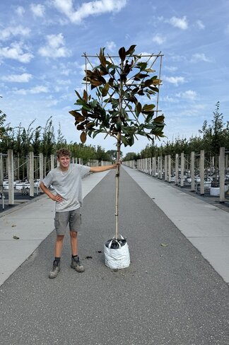 Immergrüne Magnolie Spalier | Magnolia grandiflora
