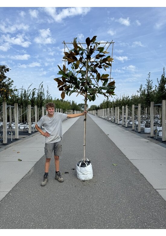 Immergrüne Magnolie Spalier | Magnolia grandiflora