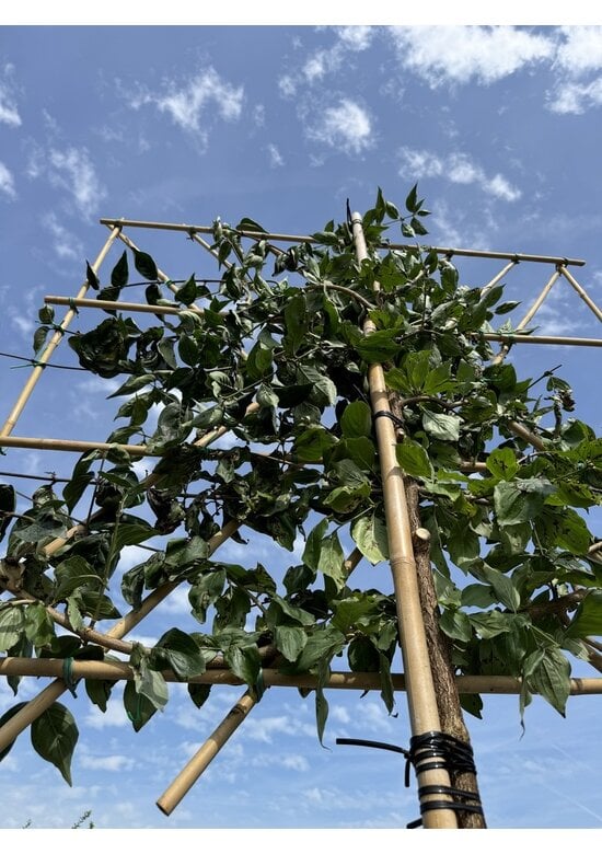 Kornelkirsche Spalier | Cornus mas