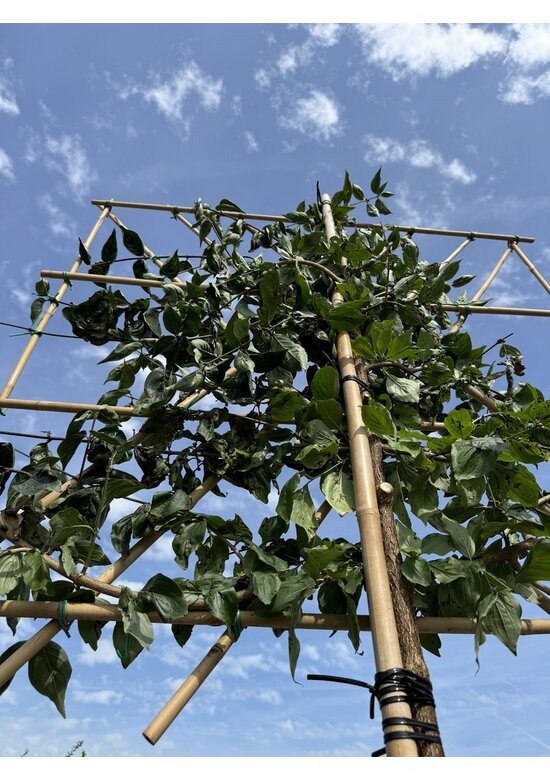 Kornelkirsche Spalier | Cornus mas