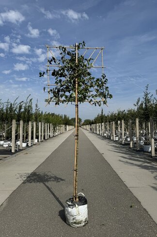 Kornelkirsche Spalier | Cornus mas