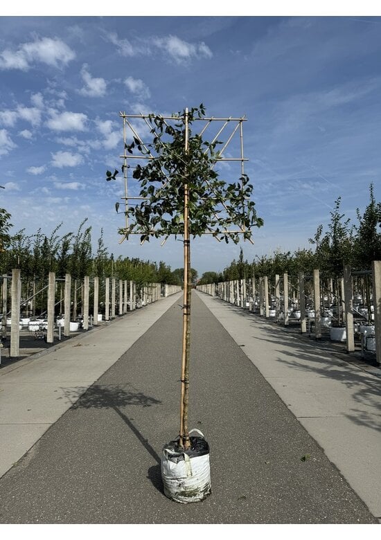 Kornelkirsche Spalier | Cornus mas