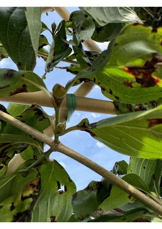 Kornelkirsche Spalier | Cornus mas Kornelkirsche Spalier | Cornus mas