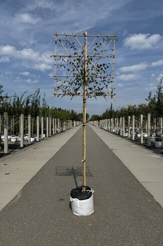 Echter Rotdorn Spalier | Crataegus media 'Paul's Scarlet'