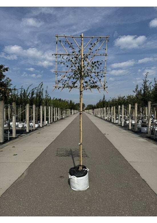 Echter Rotdorn Spalier | Crataegus media 'Paul's Scarlet'