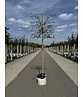 Echter Rotdorn Spalier | Crataegus media 'Paul's Scarlet'