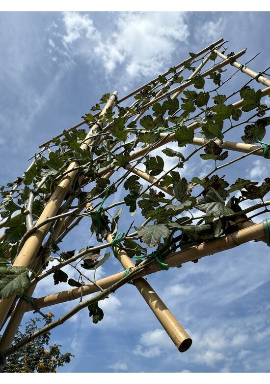 Echter Rotdorn Spalier | Crataegus media 'Paul's Scarlet'