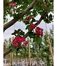Echter Rotdorn Spalier | Crataegus media 'Paul's Scarlet'