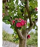 Echter Rotdorn Spalier | Crataegus media 'Paul's Scarlet'