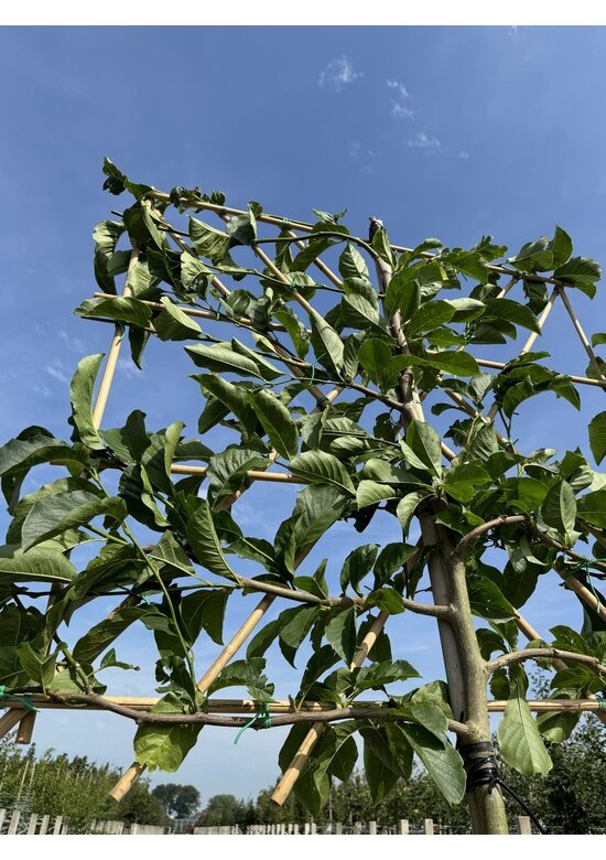 Kobushi-Magnolie Spalier | Magnolia kobus