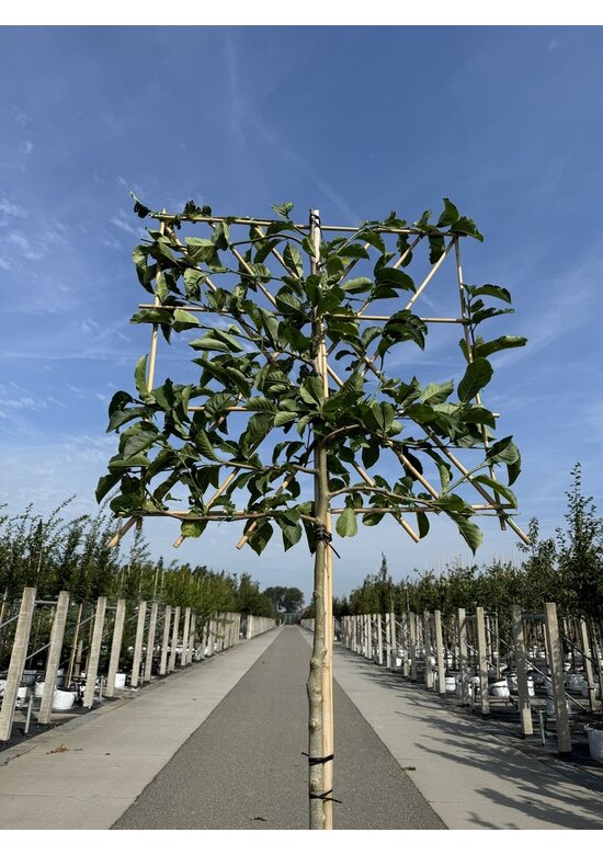 Kobushi-Magnolie Spalier | Magnolia kobus