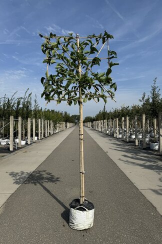Kobushi-Magnolie Spalier | Magnolia kobus Kobushi-Magnolie Spalier | Magnolia kobus