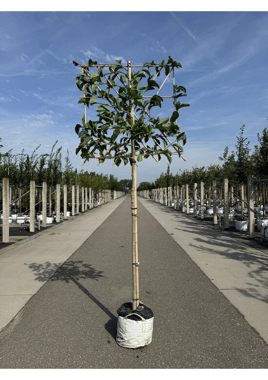 Kobushi-Magnolie Spalier | Magnolia kobus