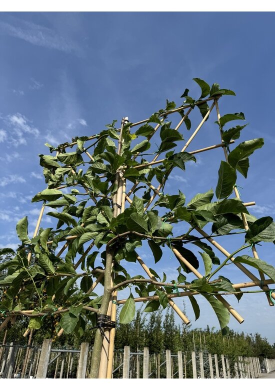 Kobushi-Magnolie Spalier | Magnolia kobus