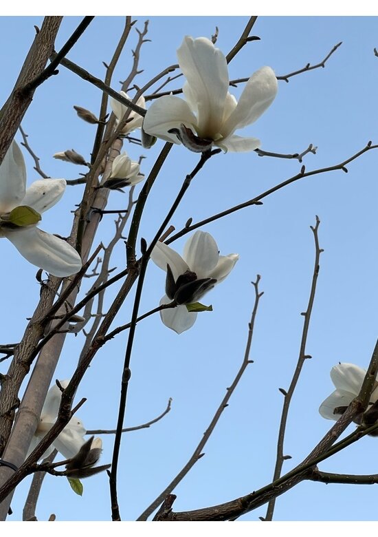 Kobushi-Magnolie Spalier | Magnolia kobus