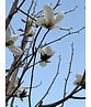 Kobushi-Magnolie Spalier | Magnolia kobus