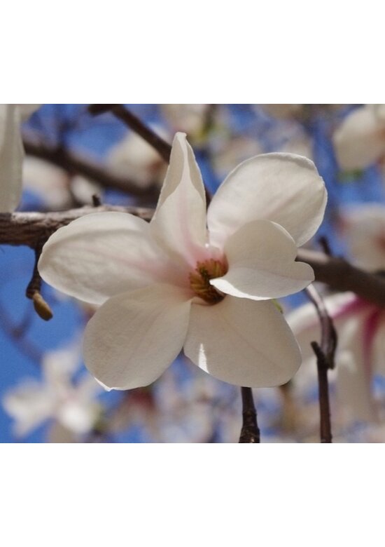 Kobushi-Magnolie Spalier | Magnolia kobus