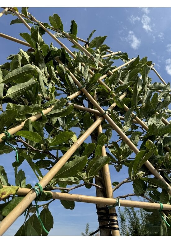 Magnolie Merrill Spalier | Magnolie loebneri 'Merrill'