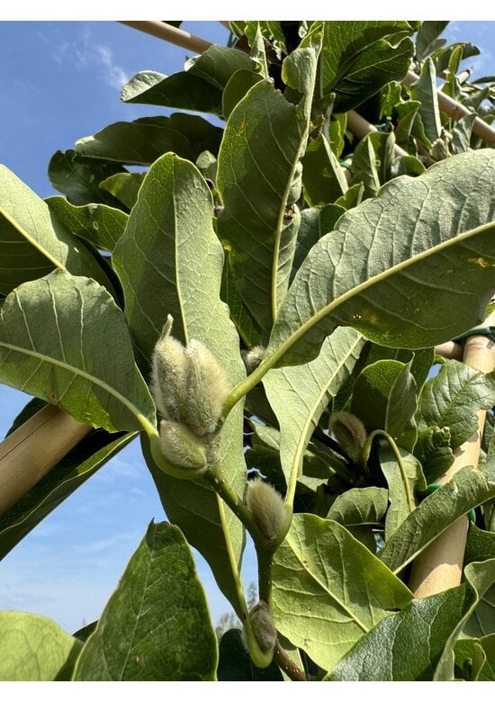 Magnolie Merrill Spalier | Magnolie loebneri 'Merrill'