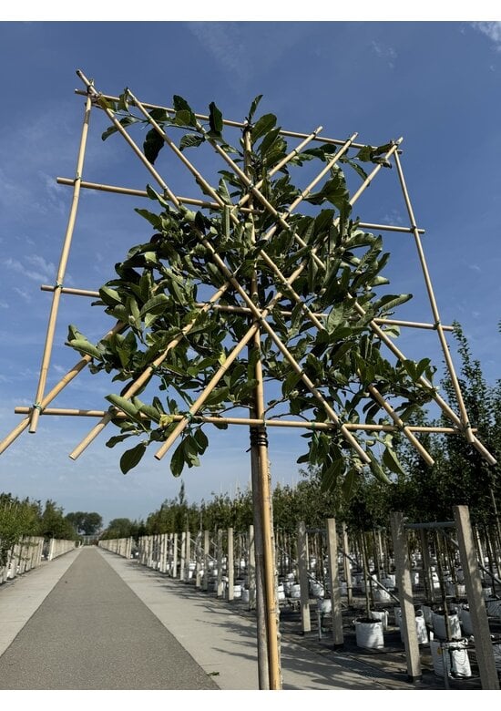 Magnolie Merrill Spalier | Magnolie loebneri 'Merrill'