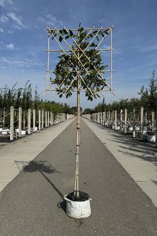 Magnolie Merrill Spalier | Magnolie loebneri 'Merrill'