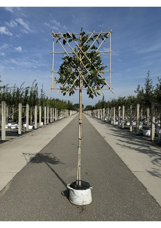 Magnolie Merrill Spalier | Magnolie loebneri 'Merrill'