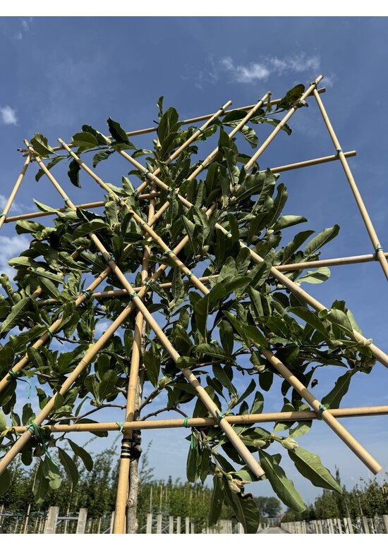 Magnolie Merrill Spalier | Magnolie loebneri 'Merrill'