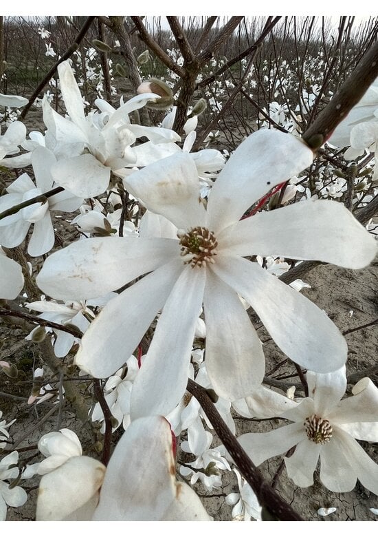 Magnolie Merrill Spalier | Magnolie loebneri 'Merrill'