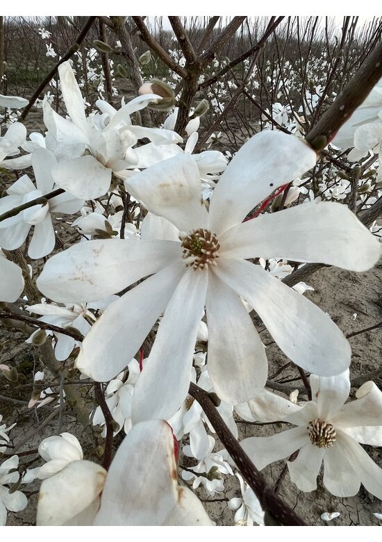 Magnolie Merrill Spalier | Magnolie loebneri 'Merrill'