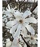 Magnolie Merrill Spalier | Magnolie loebneri 'Merrill'