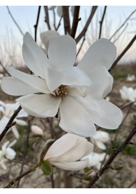 Magnolie Merrill Spalier | Magnolie loebneri 'Merrill'