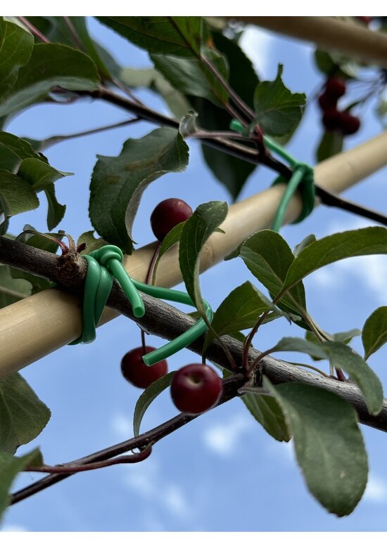 Zierapfel Mokum Spalier | Malus 'Mokum'