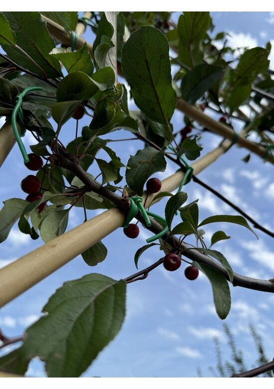 Zierapfel Mokum Spalier | Malus 'Mokum'