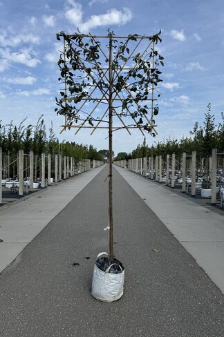 Zierapfel Mokum Spalier | Malus 'Mokum'